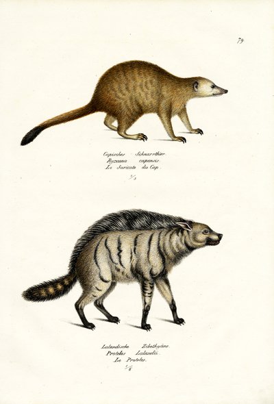 Mongoose by Karl Joseph Brodtmann